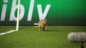 УЕФА санкционира „Бешикташ” заради… котка (ВИДЕО)