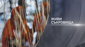 „bTV Разказва“: Живи съкровища