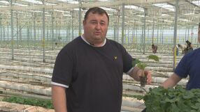 И заради еврото: С 10 дни закъснение стартира засаждането на оранжерийни краставици