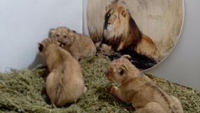 Три лъвчета се родиха в зоопарка в Стара Загора