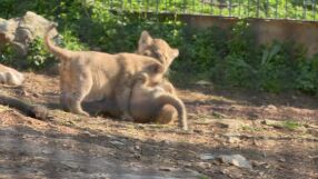 Прецедент в зоопарка в Стара Загора: Среща с трите новородени лъвчета 