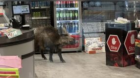 Глиган се разходи в търговски център в Берлин