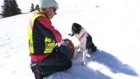В добри ръце и сигурни лапи: Българските спасителни кучета на Витоша са на световно ниво