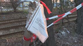 Опасни тополи тревожат жителите на столичния квартал „Дружба“