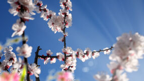 С какво време ще посрещнем астрономическата пролет?