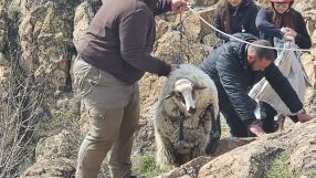 Спасиха две от трите животни, бедстващи в пропаст край Кърджали (СНИМКИ) 