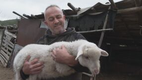 „Щастливи сме, че са живи“: Стопанинът за спасените овце и агънце