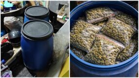 Разкриха наркооранжерия в Бургас: Полицията иззе 15 кг марихуана в бидони