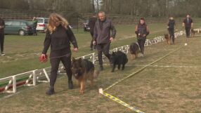 „Обучението става с награди“: Немски овчарки впечатлиха с ум и красота във Врачанско