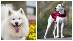 Страдат ли домашните любимци от пролетна умора (ВИДЕО)