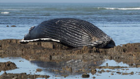 Спасяват заседнал кит край крайбрежието на Германия