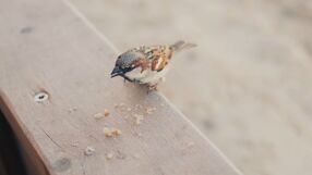 Тревожна статистика: Врабчетата в България са намалели наполовина за 20 години