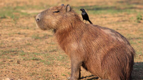 8 арестувани за брутален побой с железни пръти над капибара 