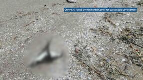 Мистерията на Северното Черноморие: Каква е причината за смъртта на буревестници и делфини?