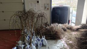 Рекордно количество: Иззеха хиляди фиданки и рози на ГКПП „Калотина“