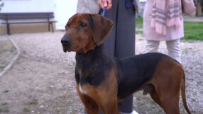 Първи наказан за изоставяне на домашно животно: Камера записала собственика как тръгва с колата си, а кучето бяга след него 