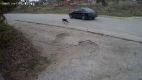 Първи наказан за изоставяне на домашно животно: Камера записала собственика как тръгва с колата си, а кучето бяга след него 