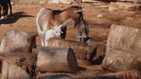 Кои са първите бебета за годината във Варненския зоопарк?
