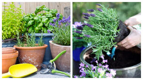 Защо да поставим филтър за кафе в саксията: малък трик с голям ефект за растенията