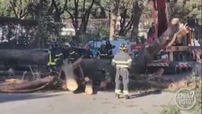 Голямо дърво падна в Рим и рани двама души (ВИДЕО)