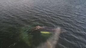 Борят се за живота на заседнал кит, заклещен е от дни (ВИДЕО)