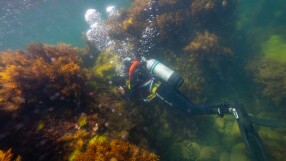 Подводната красота на Черно море (СНИМКИ и ВИДЕО)