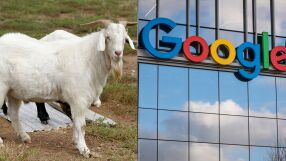 Google наема 200 кози на работа