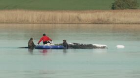 На свобода след мащабна операция: Китът Тими отплува във водите на Северно море 
