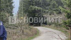 Две мечки са нападнали и убили мъжа, намерен мъртъв на Витоша