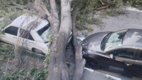 Дърво се стовари върху няколко коли в Асеновград (СНИМКИ)