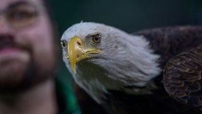 Надежда няма! 