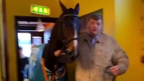 Един кон влязъл в бар... Наградиха шампион на 4 крака с бира (ВИДЕО)