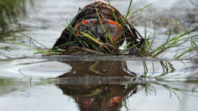 Да се топнем в блатото