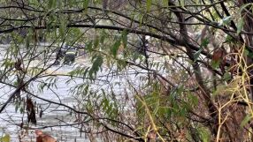 Труп изплува от река Искър, уплаши футболистите на Своге и Беласица