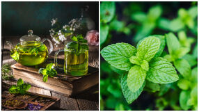 Защо чаят от мента е една от най-здравословните напитки? (СНИМКИ)