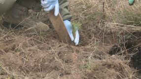 След опустошителните пожари: Засадиха 1113 фиданки черен бор над самоковското село Алино