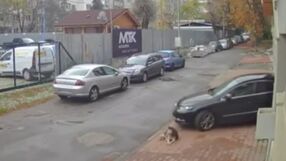 Мъж прегази куче в столичния кв. &quot;Разсадника&quot; и избяга