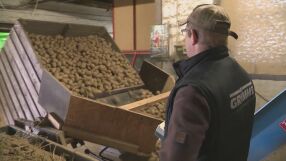 „Давах им ги безплатно. Накрая ги изгорих“: Германски фермер унищожи 400 тона от картофите, които произведе