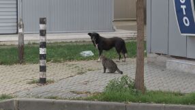 Отново умишлено прегазено куче с кола – този път в Ямбол