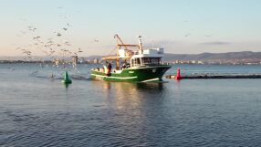 Изчезнаха сафрид, чернокоп и паламуд: Каква е причината?