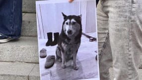 Протест в защита на животните блокира трамваите по бул. „Витоша“ в София