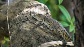 „Падащи крокодили“: Праисторически хищници дебнели плячката си от дърветата