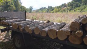 Дърва в кола със затъмнени стъкла: Конфискувани десетки кубици в Монтана