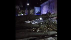 Бурният вятър в Царево събори огромни дърво (ВИДЕО)