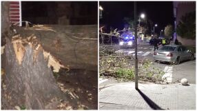 Бурният вятър в Царево събори огромни дърво (ВИДЕО)