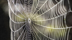 Гигантска паяжина със 111 000 паяка в нея беше открита в пещера