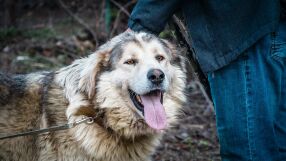 Агресивно куче алабай тормози жителите на столичния кв. „Драгалевци“