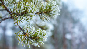 Най-високите температури през декември - между 15 и 20 градуса. Ще вали ли сняг около Коледа?