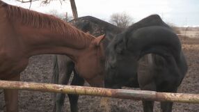 Полицейски коне - на търг... като вещи: Каква е съдбата на животните след „пенсионирането“ им?