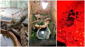 Спасени от контрабанда гекони и тарантули бяха дадени от митницата на терариум в Хасковско